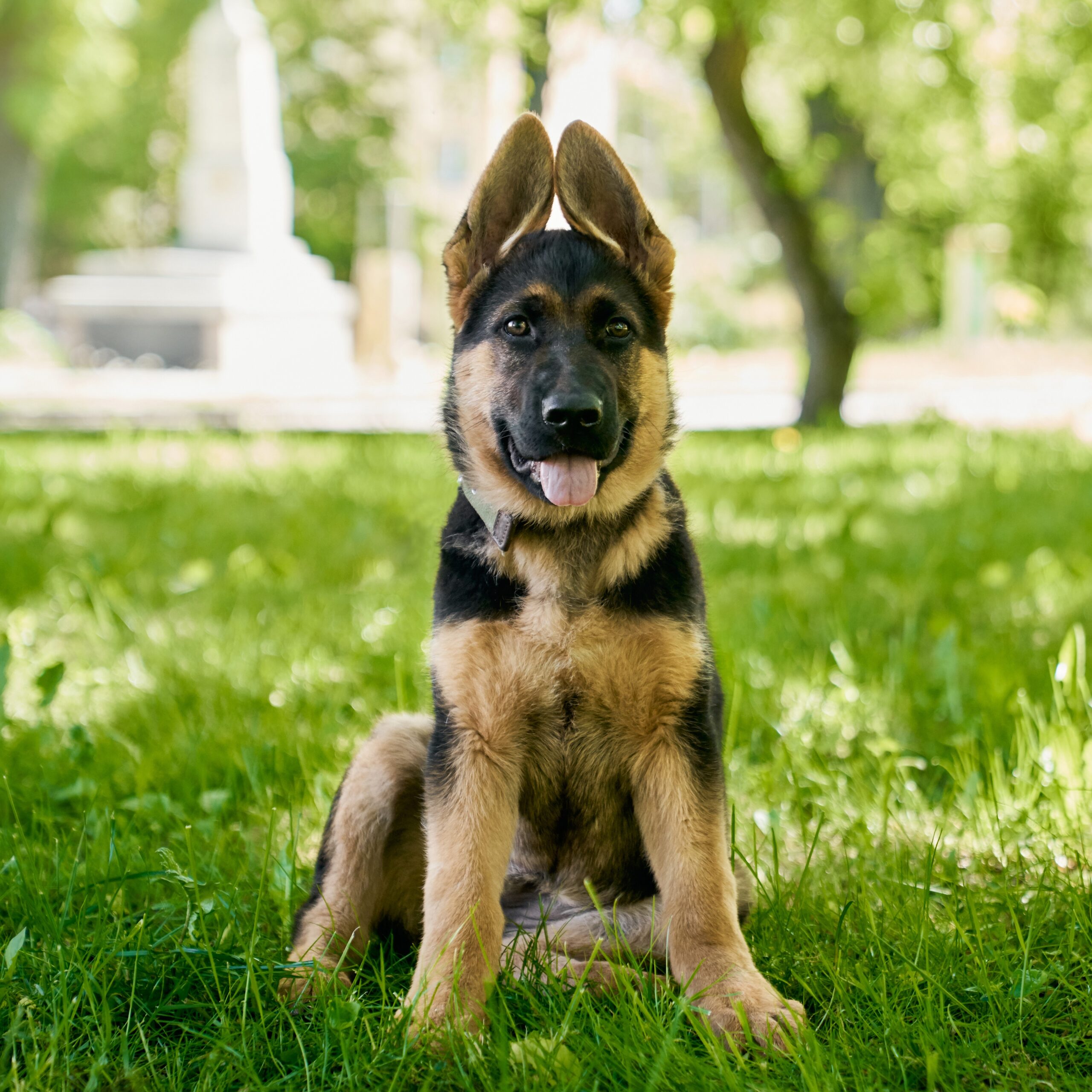 POZVÁNKA – Kavárna U Lili – Pes je nejlepší přítel policisty